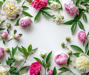 Białe, Pąki, Piwonie, Różowe, Kwiaty