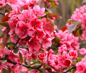 Kwiaty, Gałązki, Ukwiecone, Drzewo owocowe, Różowe