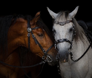 Uprząż, Para, Konie, Dwa, Jasnoszary, Gniady
