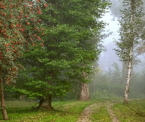 Drzewa, Mgła, Jarzębina, Brzozy, Droga