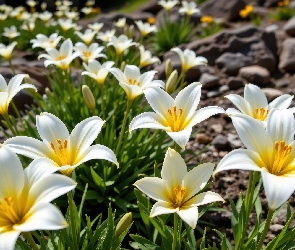 Lilie, Rozkwitnięte, Białe