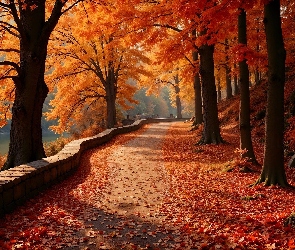 Liście, Opadłe, Las, Rzeka, Droga, Jesień, Drzewa