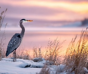 Grafika AI, Zima, Zarośla, Czapla, Trawy, Jezioro