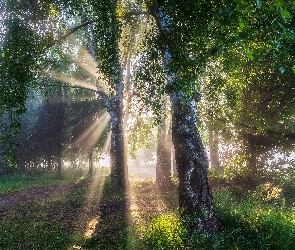 Droga, Słoneczne, Drzewa, Trawa, Przebijające światło, Las, Brzozy