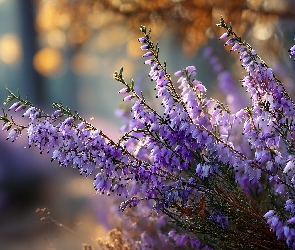 Grafika AI, Kwiaty, Wrzosiec, Fioletowe