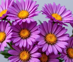 Purpurowy, Aster