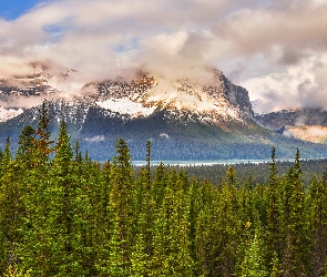 Kanada, Park Narodowy Banff, Canadian Rockies, Drzewa, Góry skaliste, Dolina Bow
