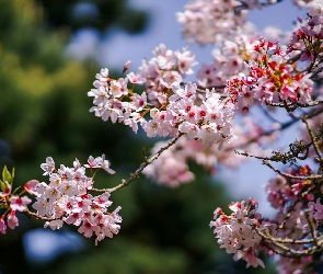 Jasno-różowe, Kwiaty, Gałązka