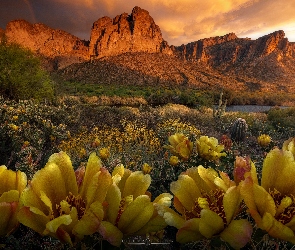 Kaktusy, Rzeka, Arizona, Kwiaty, Skały, Stany Zjednoczone, Góry