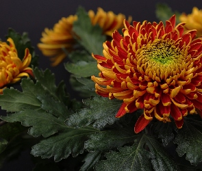 Kwiaty, Liście, Chryzantema