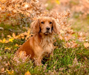 Wrzosy, Liście, Pies, Working cocker spaniel
