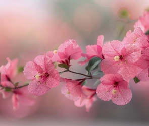 Kwiaty, Różowe, Gałązka, Rozwinięte