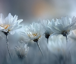 Grafika AI, Kwiaty, Białe, Margerytki