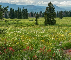 Góry, Drzewa, Łąka, Chmury, Kamienie, Lato, Kwiaty