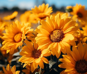 Rozświetlone, Kwiaty, Żółte