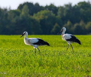 Bociany, Łąka, Dwa