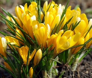 Wiosna, Żółte, Kwiaty, Krokusy