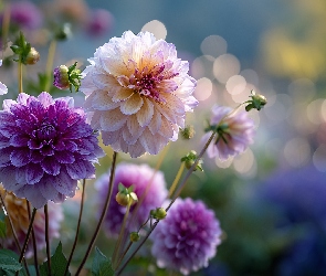 Grafika AI, Dalie, Różowe, Fioletowe