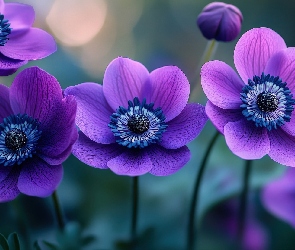 Kwiaty, Zawilce, Fioletowe