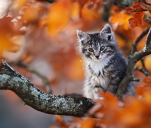 Grafika, Liście, Kot, AI, Jesienne, Szaro-biały, Konar
