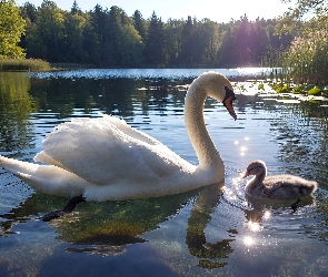 Łabędzie, Jezioro, Łabędź, Mały, Dwa