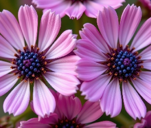 Różowe, Kwiaty, Dwa