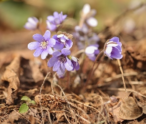 Wiosna, Kwiaty, Fioletowe, Przylaszczki