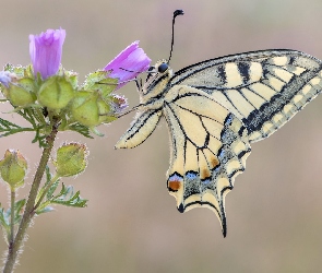 Ślaz zaniedbany, Kwiat, Motyl, Paź królowej
