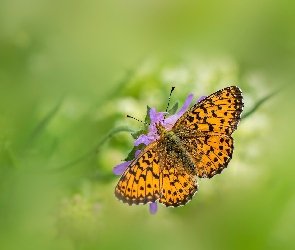 Motyl, Dostojka aglaja, Pomarańczowy