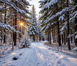 Droga, Zaśnieżona, Las, Słońce, Drzewa, Zima, Ośnieżone