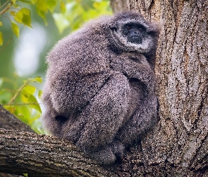 Gibbon srebrzysty, Drzewo, Małpa