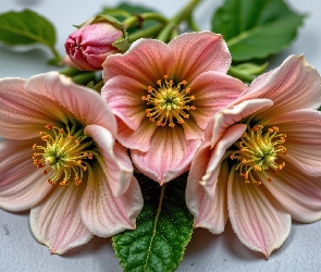 Grafika AI, Liście, Kwiaty, Pręciki