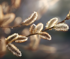 Bazie, Grafika AI, Gałązka, Kwitnące, Wierzba