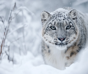 Grafika AI, Śnieg, Irbis śnieżny, Zima