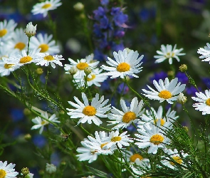 Rumianek pospolity, Łąka, Białe, Kwiaty