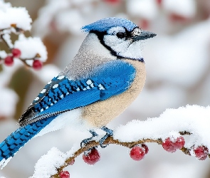 Ośnieżona, Owoce, Ptak, Gałązka, Czerwone, Śnieg, Modrosójka