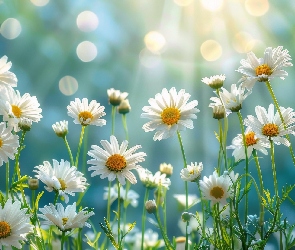 Kwiaty, Rumiany, Białe