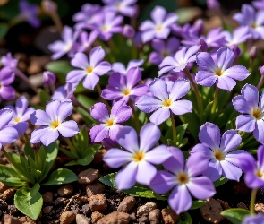 Kwiaty, Barwinek, Fioletowe