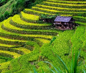 Dom, Szopa, Tarasy ryżowe, Wietnam, Wzgórza, Pola, Uprawa