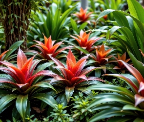 Kwiaty, Bromelia, Rośliny