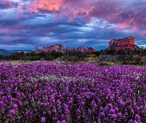 Chmury, Drzewa, Skały, Łąka, Kwiaty, Góry, Fioletowe