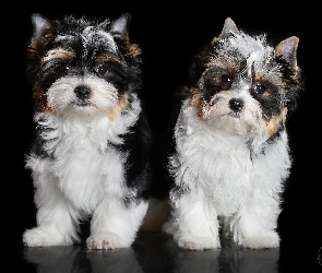 Psy, Tło, Czarne, Yorkshire terrier biewer, Dwa