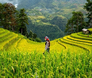 Dziewczyna, Uprawa, Pola, Tarasy ryżowe