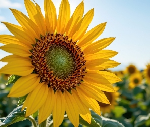 Niebo, Zbliżenie, Słonecznik