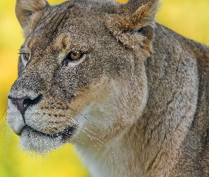 Głowa, Zbliżenie, Lwica