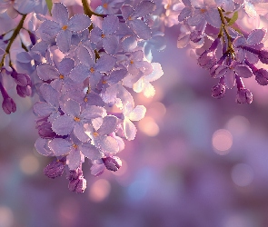 Bez, Grafika AI, Fioletowy