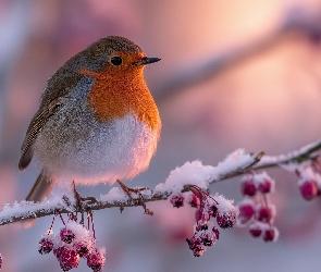 Ptak, Grafika AI, Gałązka, Ośnieżona, Rudzik