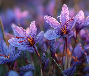 Krokusy, Grafika AI, Szafrany