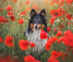 Maki, Kwiaty, Pies, Owczarek szetlandzki