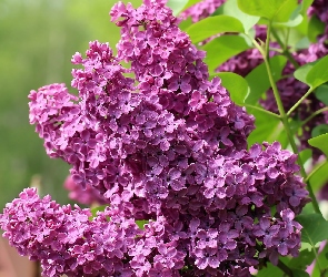 Jasnofioletowy, Liście, Bez, Lilak, Kwitnący